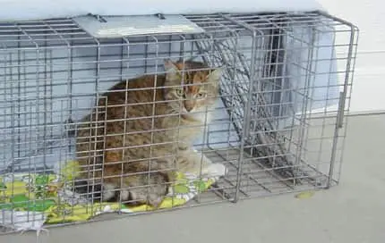 humane cat trap