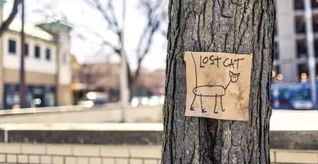 roommate lost cat