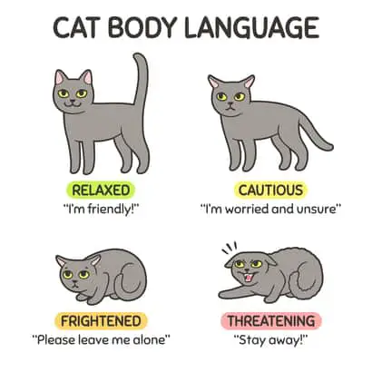 cat body language