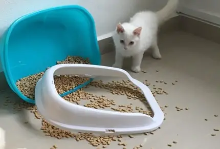 cat litter mess