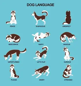 dog emotions body language