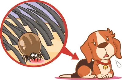 dog fleas